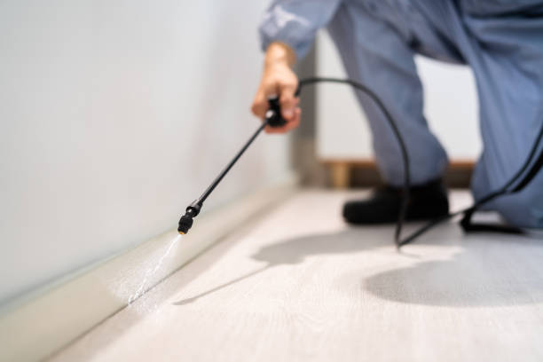 Certified termite inspector examining foundation in Westwood