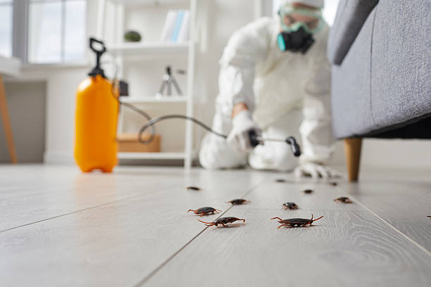 Commercial Rodent Management in Westwood